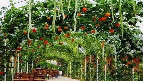 休閑農(nóng)業(yè)規(guī)劃設(shè)計(jì)方法,讀完能省百萬(wàn)設(shè)計(jì)費(fèi)