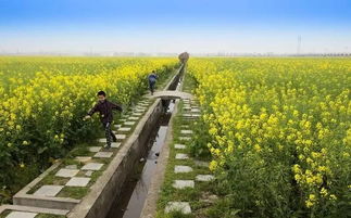 相城將建稻田公園,俺們又多一處生態(tài)農(nóng)業(yè)觀光旅游好去處