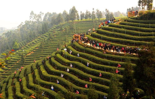 春節去哪兒 讓我們春約名山,暢游茶鄉