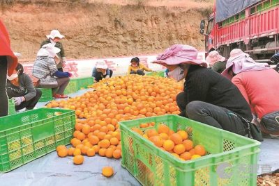 賓川縣富鑫農(nóng)產(chǎn)品開發(fā)有限責(zé)任公司