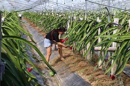 米果果小鎮入選農業農村部100個全國休閑農業和鄉村旅游精品景點線路