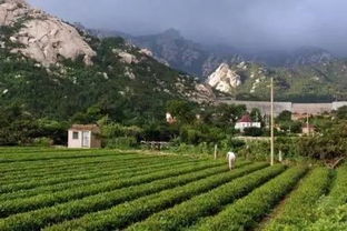 嶗山區曉望社區黨委帶領群眾走上小康路