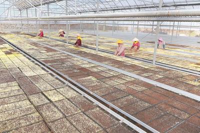 泉州惠安:春耕正當(dāng)時(shí) 水稻育秧忙