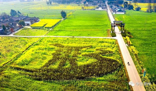農(nóng)業(yè) 文創(chuàng) 旅游 ,這個(gè)村迎來大發(fā)展