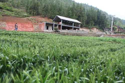 雙龍鎮(zhèn)大力發(fā)展生態(tài)觀光旅游農(nóng)業(yè)