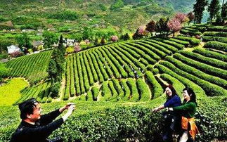 農業陜西 示范引領種植業轉型