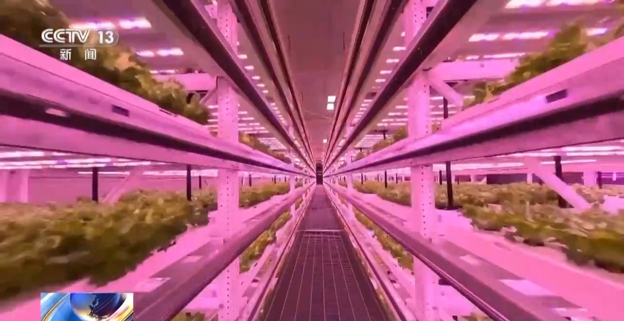 機器人養蛋雞、室內蔬菜工廠&hellip;福建農業上演&ldquo;科技大片&rdquo;