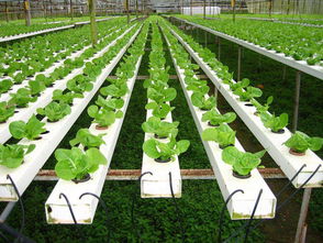 新加坡土地制度歷史沿革及土地產權制度,新加坡農業發展,新加坡土地制度改革,新加坡現代都市農業 專題