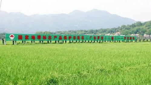 走進鄉野,看云浮10條鄉村振興示范帶建設成效