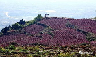 金堂召開全縣干部大會 強調勇擔 東進 重任 爭當開辟成都經濟社會發展 第二主戰場 的先行者