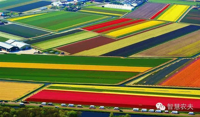 農業邂逅旅游,讓農民的收入翻好幾倍-