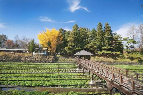 如何打造鄉村旅游慢生活下 沉浸式體驗