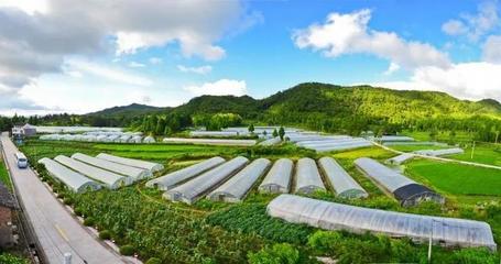 溫州市委書記陳偉俊點贊文成農業旅游開發工作