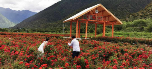 工布花開助脫貧 農業旅游開發的新篇章