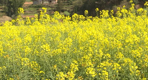 硯山鄉村旅游 以農業旅游開發助力鄉村振興