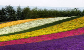 花卉農(nóng)業(yè)項(xiàng)目新亮點(diǎn) 南通花田喜地農(nóng)業(yè)旅游綜合體的多維發(fā)展探索