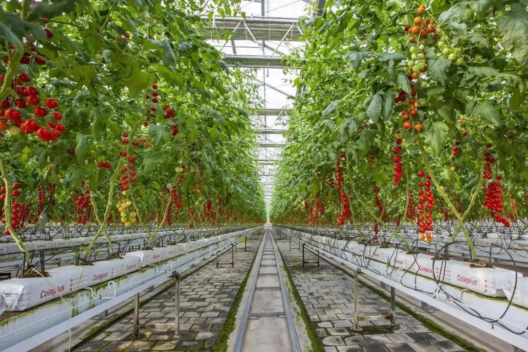 湘潭農博園游玩全攻略 探秘“全國休閑農業與鄉村旅游示范點”